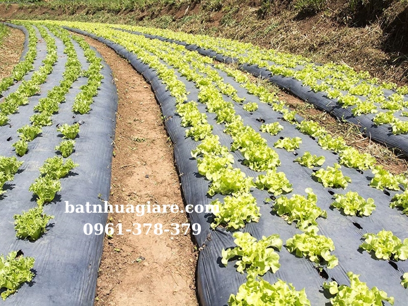 màng phủ nông nghiệp trồng rau