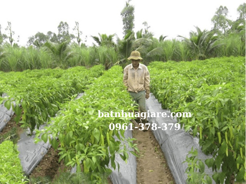màng phủ nông nghiệp trồng ớt